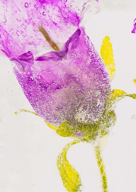 Pink campanula in ice 1