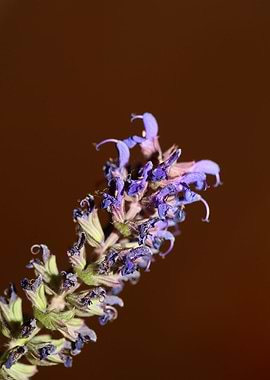 Flower blossoms background