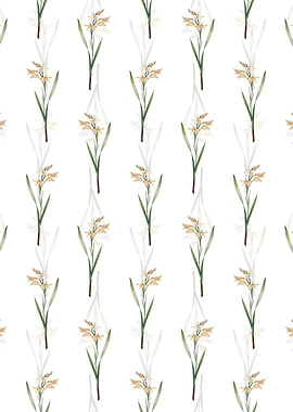 White Gladiolus Cuspidatus