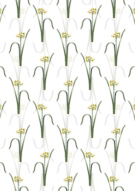 Cowslip Cupped Daffodil