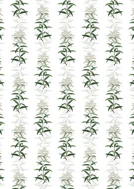 White Lemon Verbena Branch