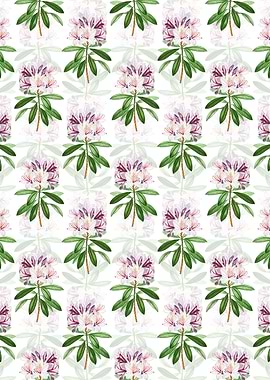 White Common Rhododendron