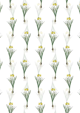 White Lesser Wild Daffodil