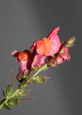 Flower blossom background