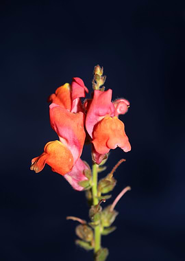 Red flower blossom closeup