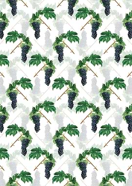 White Black Aleatico Grape