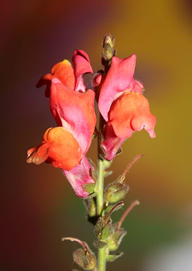 Antirrhinum flower blossom