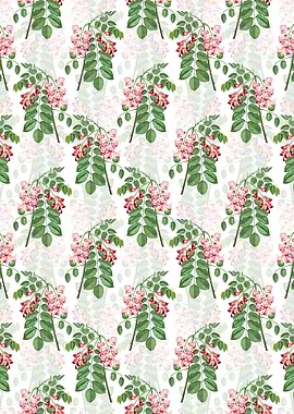 White Robinier Rose Bloom