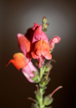 Flower blossom background