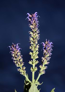 Flower blossoms background