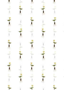 White Cape Tulip a Pattern