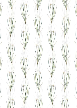 Siberian Iris Pattern