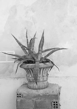 Agave Dream in Athens 2