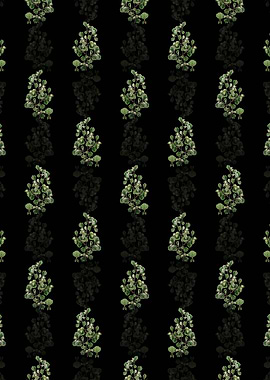 Spathula Leaved Thorn