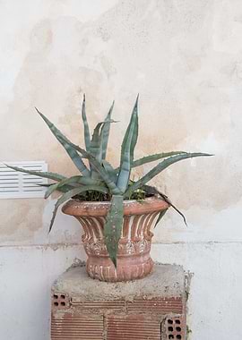 Agave Dream in Athens 1