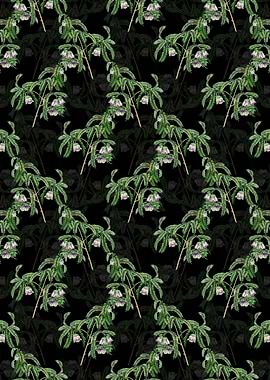 Spaendoncea Tamarandifolia