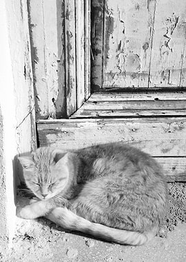 Cute Cat in Anafiotika BW