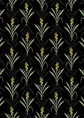 Wachendorfia Thyrsiflora