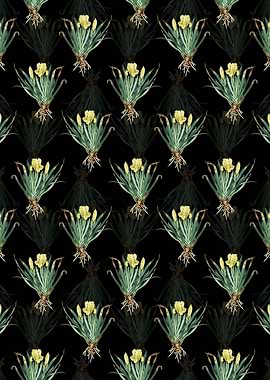 Black Crimean Iris Pattern