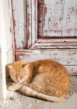 Cute Cat in Anafiotika 1