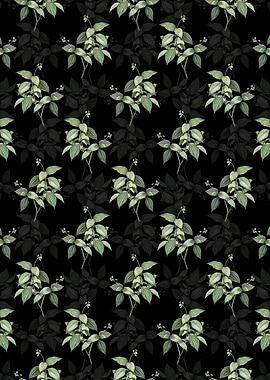 Black Tradescantia Erecta