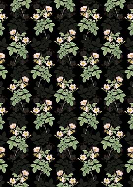 Short Styled Field Rose