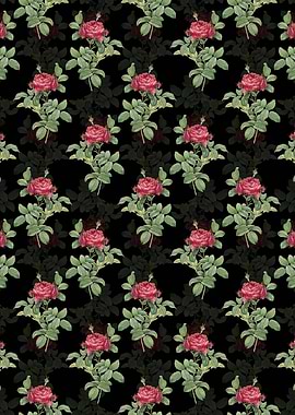 Red Gallic Rose Pattern