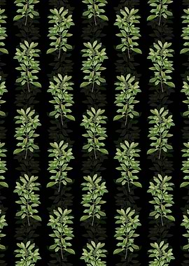 Firetree Branch Plant