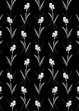 Tall Bearded Iris Pattern