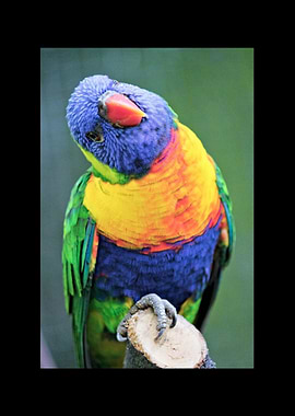 Parrot