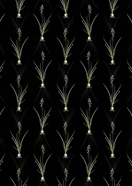 Hyacinthus Viridis Pattern