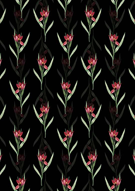 Black Tulipa Oculus Colis