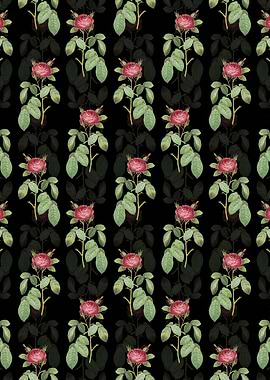 Red Gallic Rose Pattern
