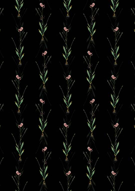 Gladiolus Junceus Pattern