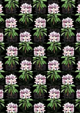 Black Common Rhododendron