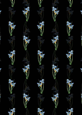 Black Sapphire Patersonia