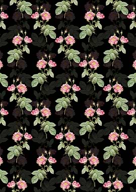 Anemone Centuries Rose