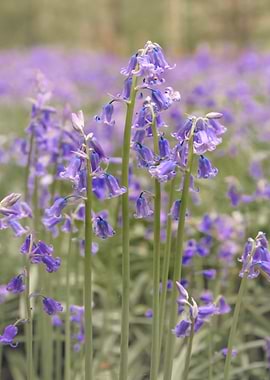Beautiful Blue Bells