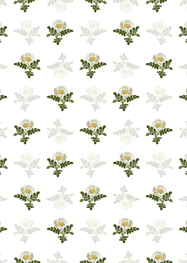 White Burnet Rose Pattern
