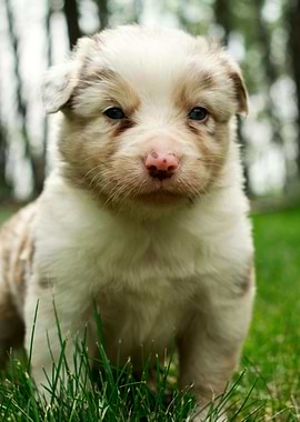 Border Collie Puppy