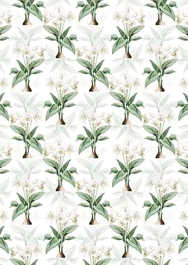 Crinum Giganteum Pattern