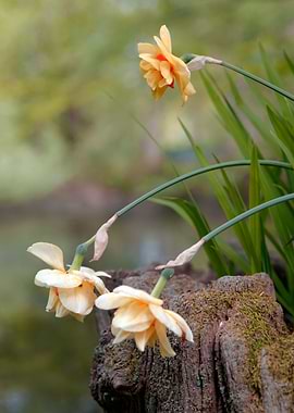 Daffodils