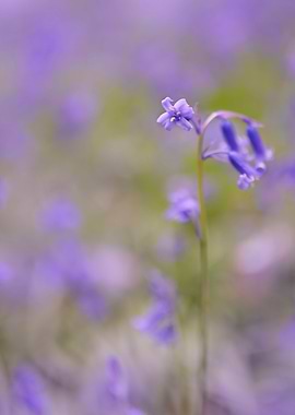 Beautiful Blue Bells