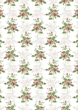 White Pink Rosebush Bloom