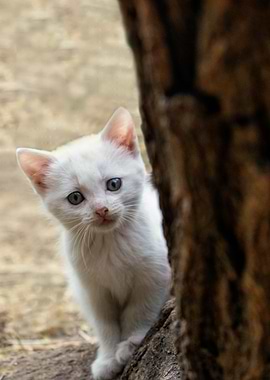 White Kitten