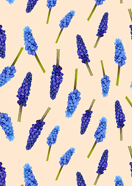 Muscari flowers