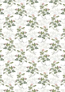 Sweetbriar Rose Pattern