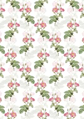 Anemone Centuries Rose