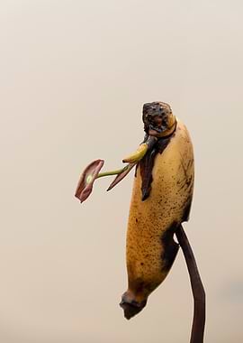 Sprouting lotus root