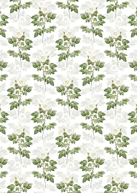 Leschenaults Rose Pattern
